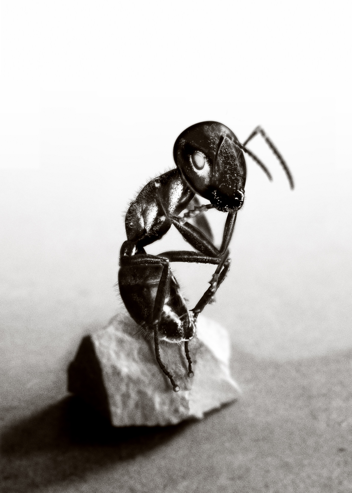 Präparied Ant on Stone